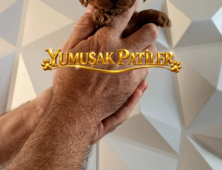 RED TOY POODLE YAVRULAR - 10862