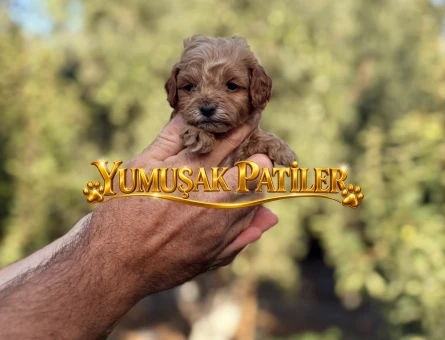 RED TOY POODLE YAVRULAR - 10862 - Görsel 3