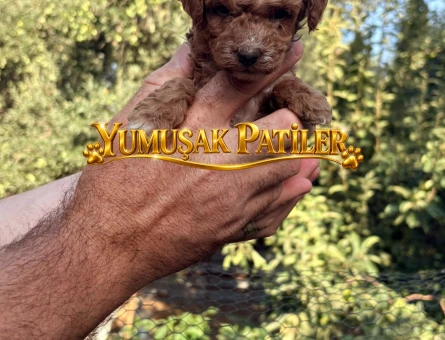 RED TOY POODLE YAVRULAR - 10862 - Görsel 4