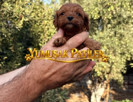 RED TOY POODLE YAVRULAR - 10862 - Görsel 5