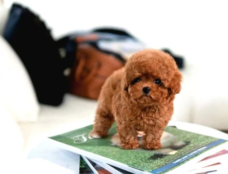 Korean toy poodle bebeklerimiz - 10864 - Görsel 2