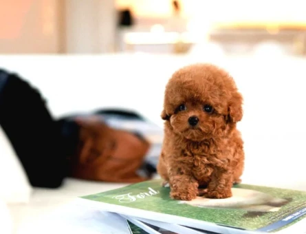 Korean toy poodle bebeklerimiz - 10864 - Görsel 3