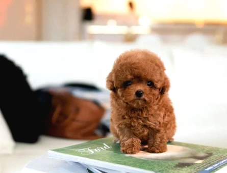 Korean toy poodle bebeklerimiz - 10864 - Görsel 4