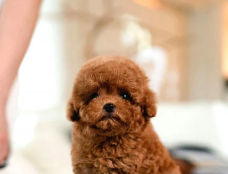 Korean toy poodle bebeklerimiz - 10864 - Görsel 5