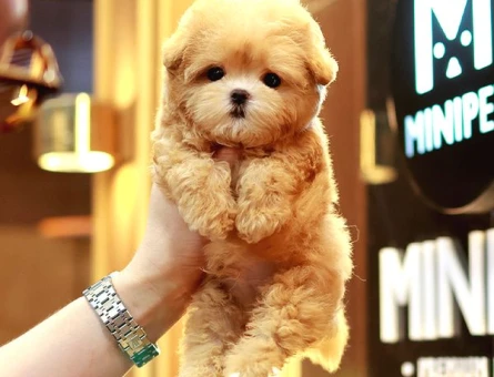 ENFES GUZELLIKTEKI TOY POODLE BEBISLERIMIZ - 10866 - Görsel 2