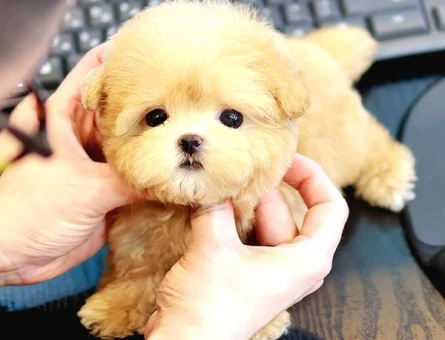 ENFES GUZELLIKTEKI TOY POODLE BEBISLERIMIZ - 10866 - Görsel 3