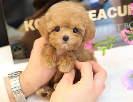 A kalite korean toy poodle cocuklarim - 10867 - Görsel 2