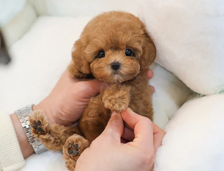 A kalite korean toy poodle cocuklarim - 10867 - Görsel 3