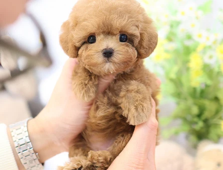 A kalite korean toy poodle cocuklarim - 10867 - Görsel 4