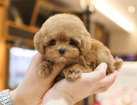 A kalite korean toy poodle cocuklarim - 10867 - Görsel 5