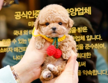 KOREAN TOY POODLE YAVRULARIMIZ - 10870 - Görsel 2