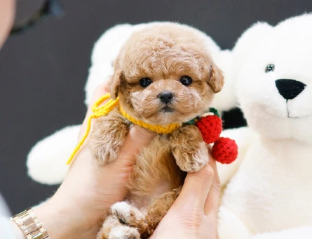 KOREAN TOY POODLE YAVRULARIMIZ - 10870 - Görsel 3