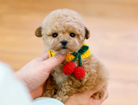 KOREAN TOY POODLE YAVRULARIMIZ - 10870 - Görsel 4
