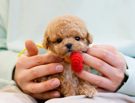 KOREAN TOY POODLE YAVRULARIMIZ - 10870 - Görsel 5