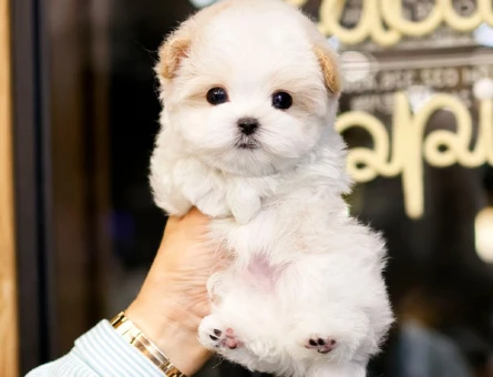 SAFKAN TOY POODLE BEBEKLERIMIZ - 10872 - Görsel 2