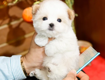 SAFKAN TOY POODLE BEBEKLERIMIZ - 10872 - Görsel 3