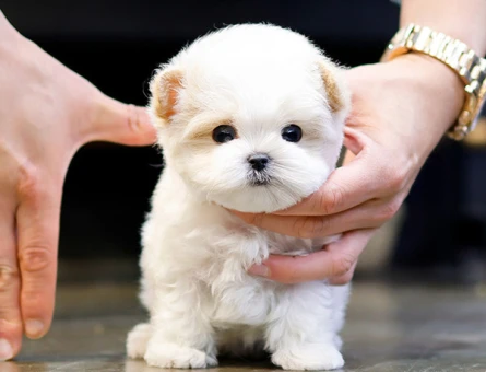 SAFKAN TOY POODLE BEBEKLERIMIZ - 10872 - Görsel 4
