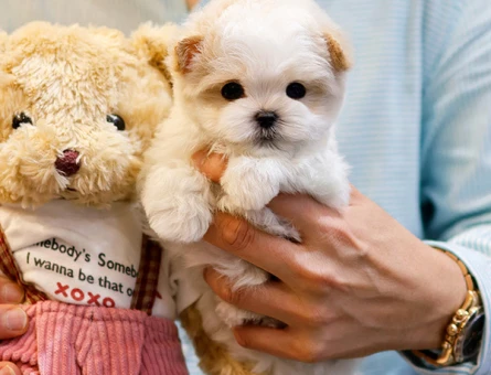 SAFKAN TOY POODLE BEBEKLERIMIZ - 10872 - Görsel 5