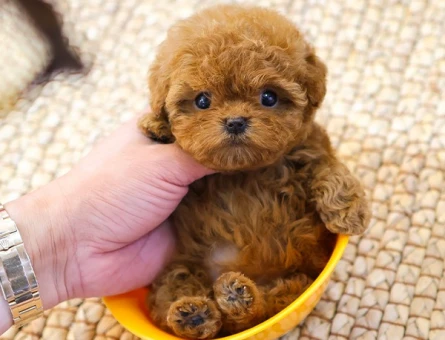 Mukemmel kalitedeki kore toy poodle yavrularimiz - 10874 - Görsel 2