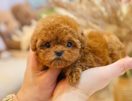 Mukemmel kalitedeki kore toy poodle yavrularimiz - 10874 - Görsel 3