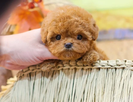 Mukemmel kalitedeki kore toy poodle yavrularimiz - 10874 - Görsel 4