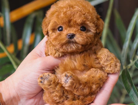 Mukemmel kalitedeki kore toy poodle yavrularimiz - 10874 - Görsel 5