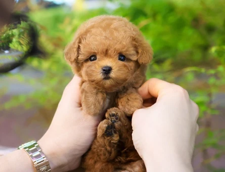 ENFES GUZELLIKTEKI TOY POODLE BEBISLERIMIZ - 10876 - Görsel 2
