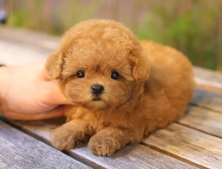 ENFES GUZELLIKTEKI TOY POODLE BEBISLERIMIZ - 10876 - Görsel 3