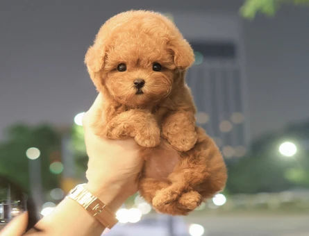 ENFES GUZELLIKTEKI TOY POODLE BEBISLERIMIZ - 10876 - Görsel 4