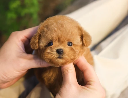 ENFES GUZELLIKTEKI TOY POODLE BEBISLERIMIZ - 10876 - Görsel 5