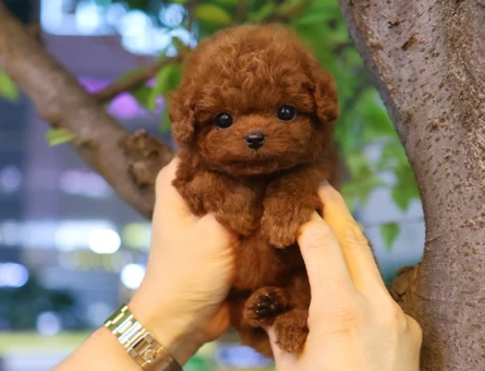 Toy poodle yavrularimiz kore kan - 10877 - Görsel 2