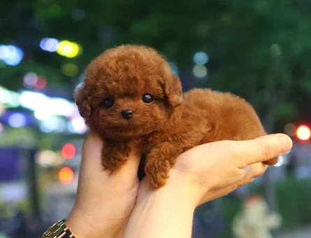 Toy poodle yavrularimiz kore kan - 10877 - Görsel 3
