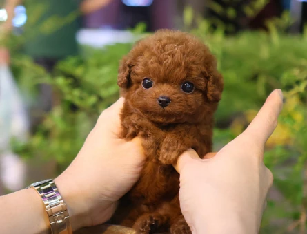 Toy poodle yavrularimiz kore kan - 10877 - Görsel 4