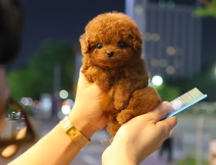 Toy poodle yavrularimiz kore kan - 10877 - Görsel 5