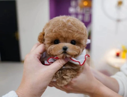 OZELMI OZEL TOY POODLE BEBEKLERIMIZ - 10879 - Görsel 2