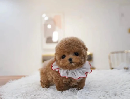 OZELMI OZEL TOY POODLE BEBEKLERIMIZ - 10879 - Görsel 3