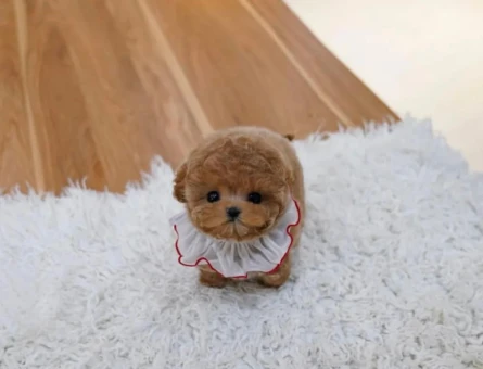 OZELMI OZEL TOY POODLE BEBEKLERIMIZ - 10879 - Görsel 4