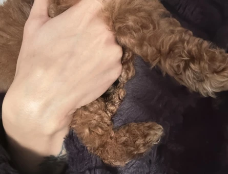 RED BROWNE TOY POODLE - 10885