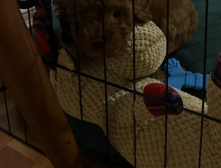 RED BROWNE TOY POODLE - 10885 - Görsel 3