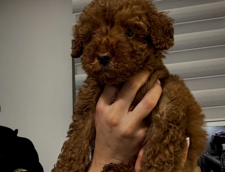 RED BROWNE TOY POODLE - 10885 - Görsel 4