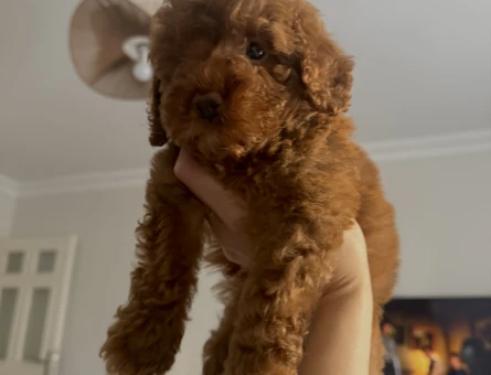 RED BROWNE TOY POODLE - 10885 - Görsel 5