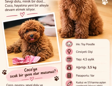 COCO YENİ YUVASINI ARIYOR - 10905 - Görsel 2