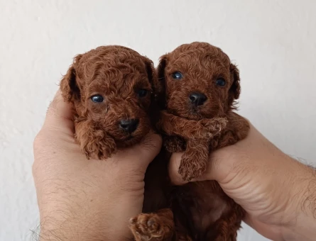 Tüy Dökmeyen Poodle bebekler - 10909 - Görsel 2