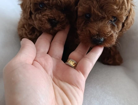 Tüy Dökmeyen Poodle bebekler - 10909 - Görsel 3