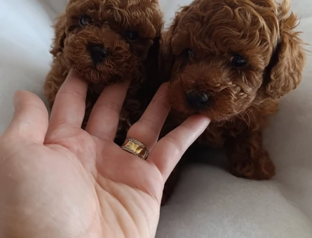 Tüy Dökmeyen Poodle bebekler - 10909 - Görsel 4