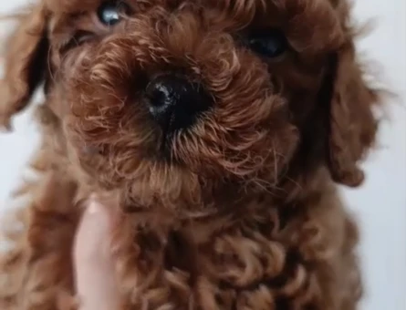 Tüy Dökmeyen Poodle bebekler - 10909 - Görsel 5