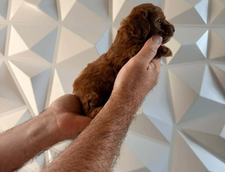 2 aylık erkek bebek toy poodle - 10915