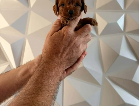 2 aylık erkek bebek toy poodle - 10915 - Görsel 3