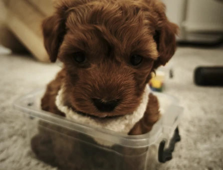 2 aylık erkek bebek toy poodle - 10915 - Görsel 4