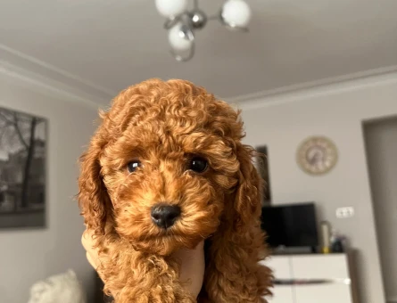 Erkek redbrown Safkan Toy Poodle - 10923